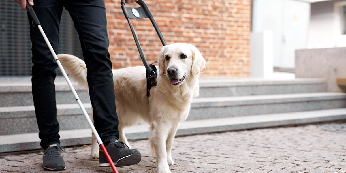 working-dog Working Dogs