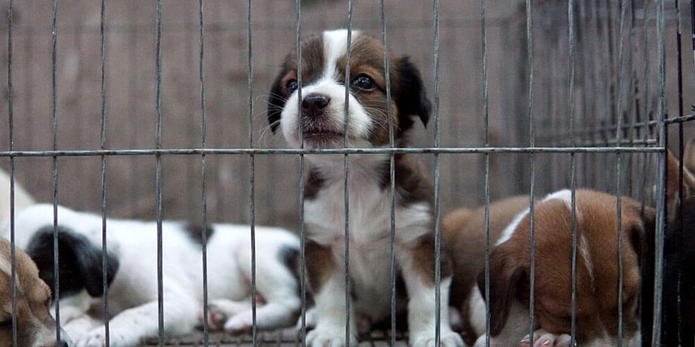 Puppy in a cage
