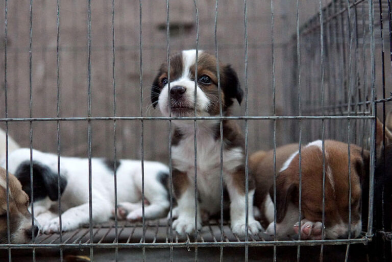 Puppy in a cage