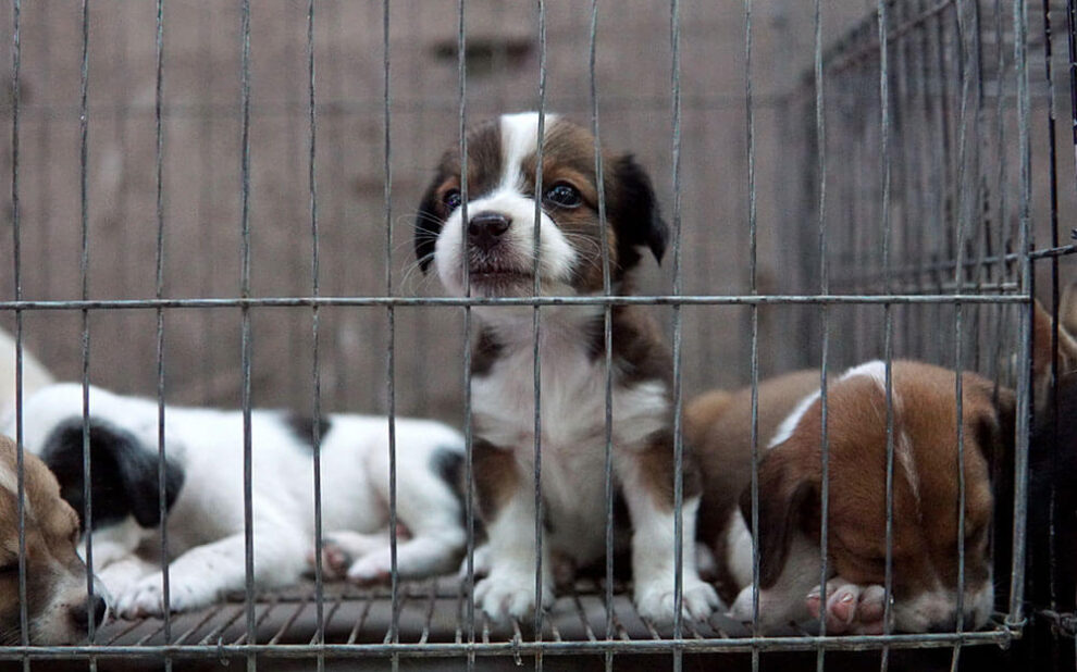 Puppy in a cage