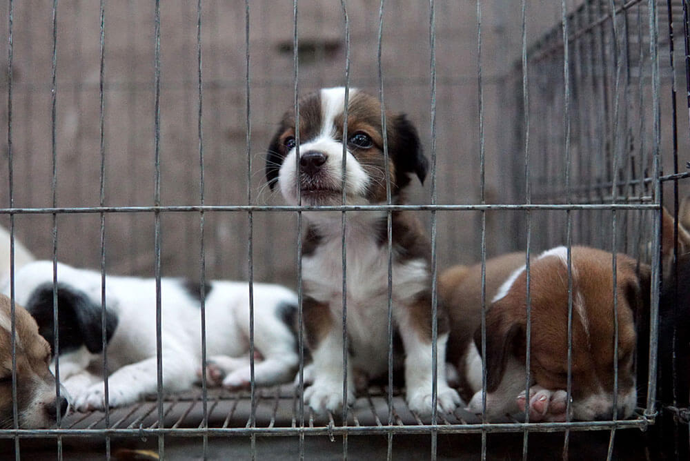Puppy in a cage