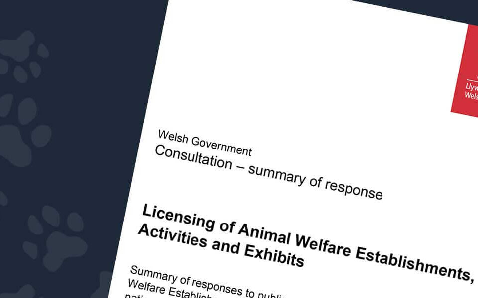 Animal Welfare licensing review Welsh