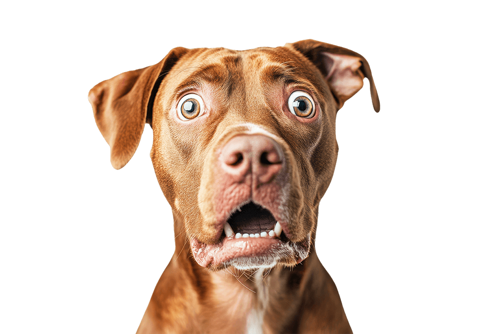 Dog Shocked (1)