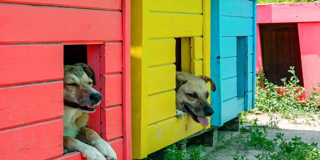 kennel-environment Kennel environment