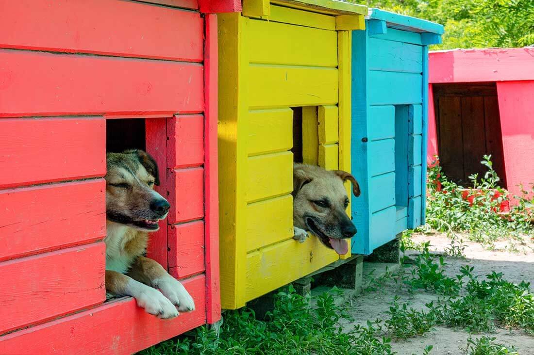Kennel environment