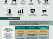 Breeding for Health Infographic