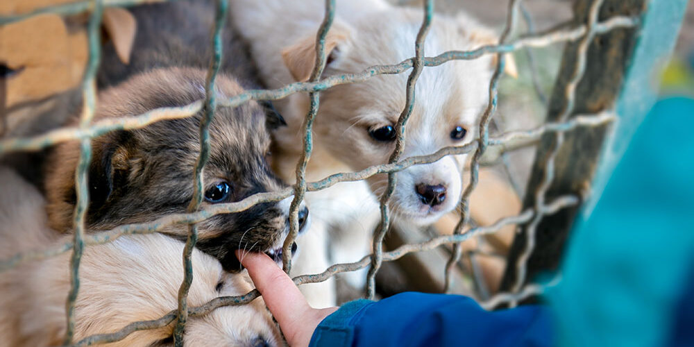 puppy-farm Puppy farm