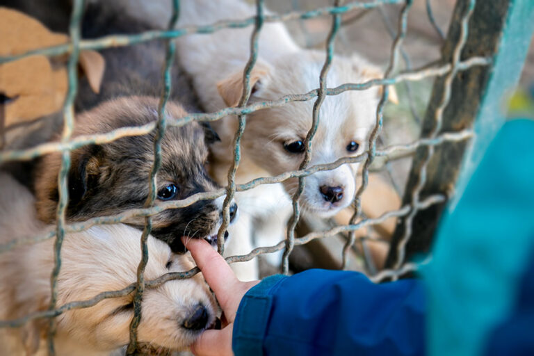 Puppy farm
