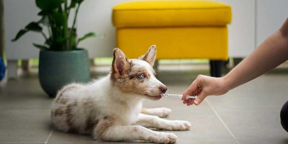 Dog-with-merle-coat Dog with merle coat