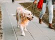 Dog walker