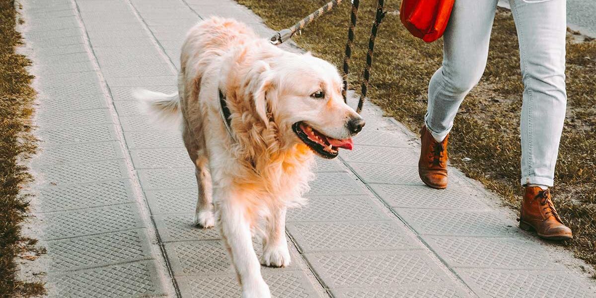 Dog walker