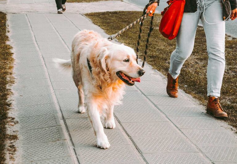 Dog walker