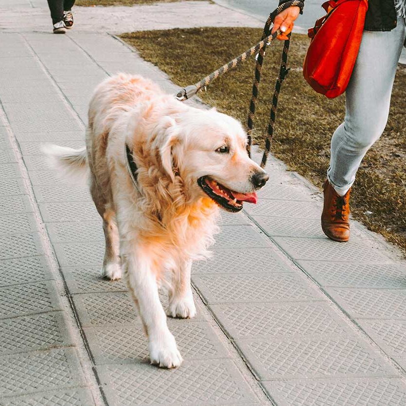 dog0walker Dog walker