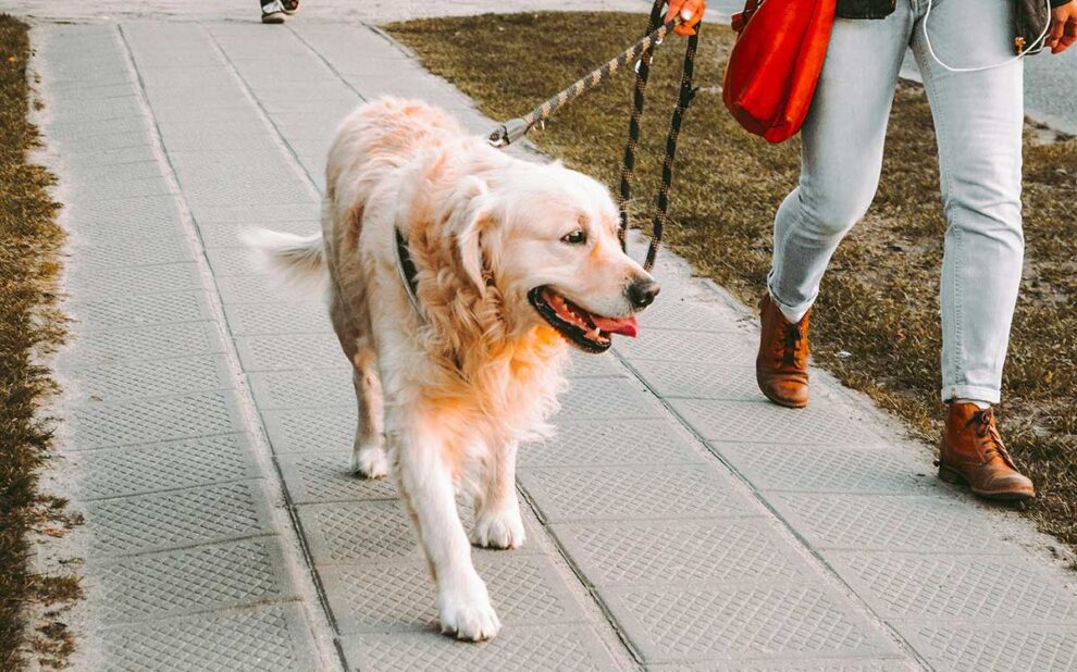 Dog walker