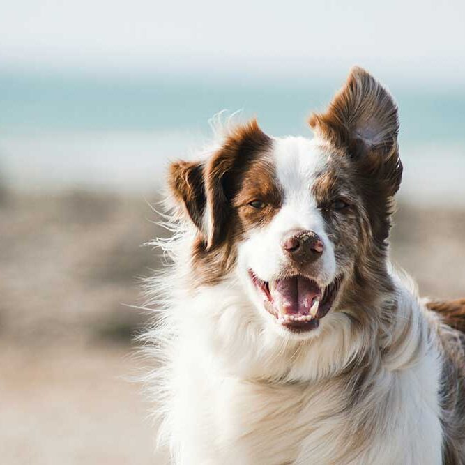 Female puppies