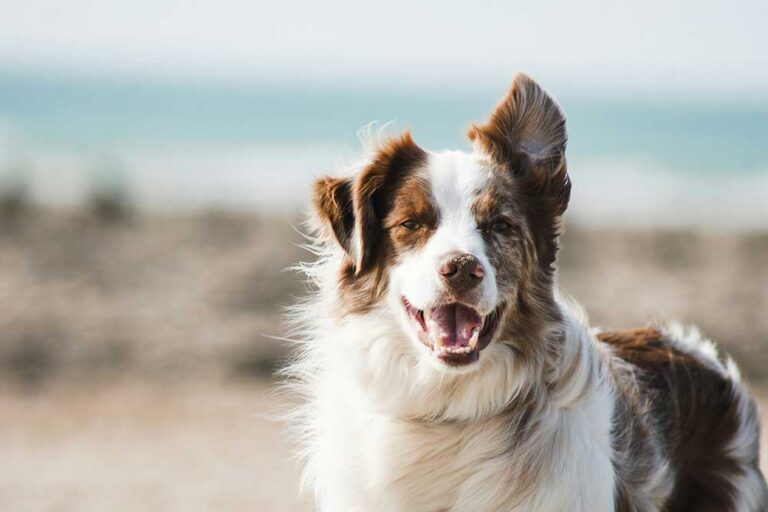 Female puppies