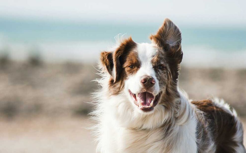 Female puppies